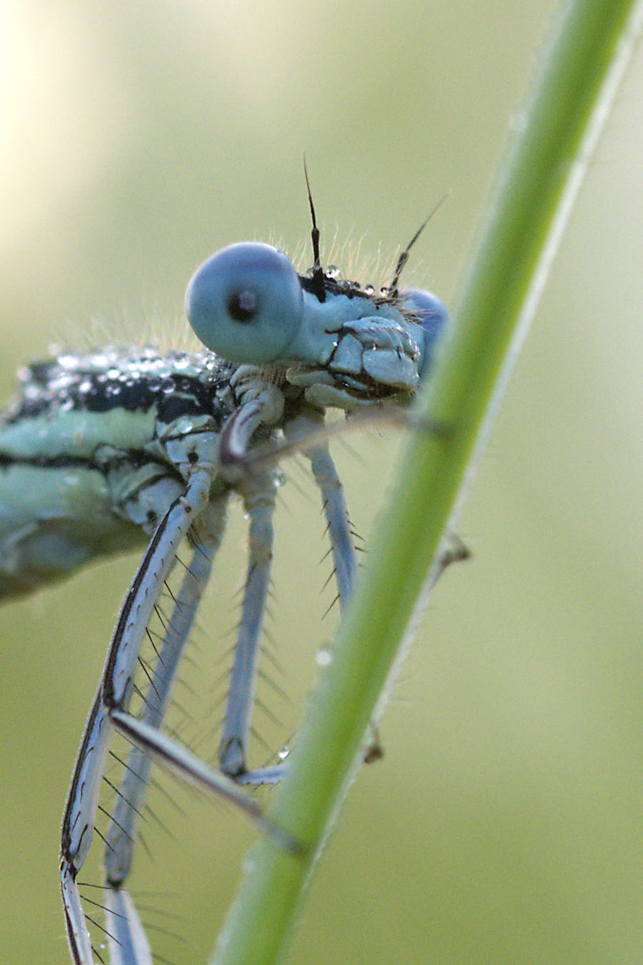 Platycnemis pennipes - dettaglio